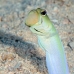 jawfish_yellowhead_dw_wc_v_0020_tci1842.jpg